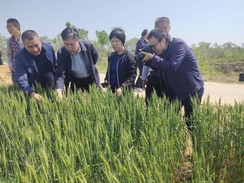 喬日紅調研指導絳縣小麥凍害，推進農業技術推廣助力生產