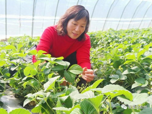 科技賦能田野，點亮現代農業(yè)新希望——專訪青島市農業(yè)技術推廣協(xié)會會長、九龍山合作社理事長李春花