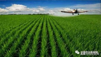 我國農業(yè)科技創(chuàng)新專利數量領先與技術落地艱難的矛盾解析