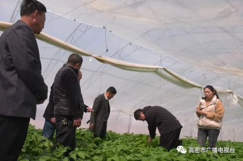 地頭傳經(jīng)授藝，科技賦能田疇——我市扎實(shí)開展農(nóng)技推廣助力農(nóng)業(yè)生產(chǎn)